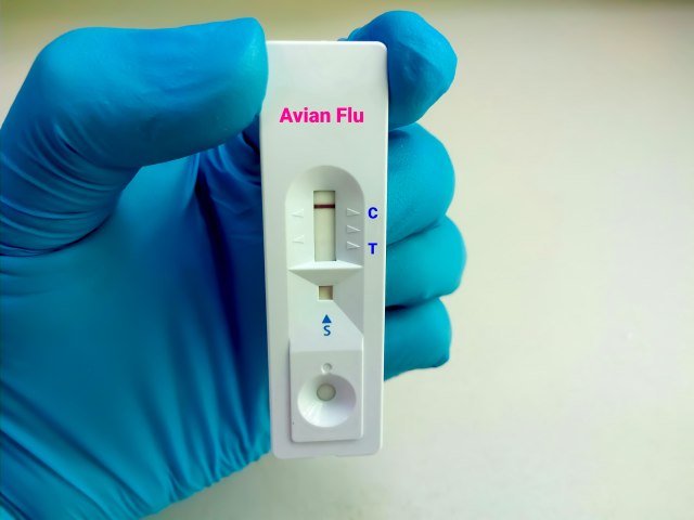 SZO saopštila: Vlada zaraza ptičjim gripom